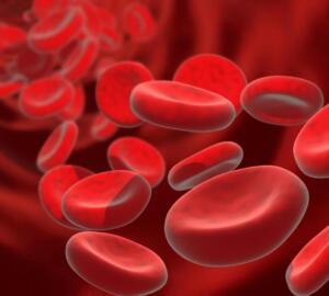 cellule sangue talassemia