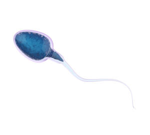 Spermatozoi